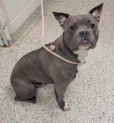 Shelter Stray Male Dog last seen E 84th St & Campbell St, KCMO, 64131, 64131, MO, 7077 Elmwood Ave, Kansas City, MO 64132, USA