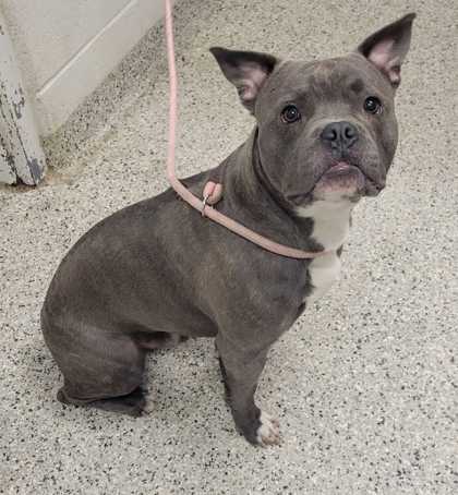 Shelter Stray Male Dog last seen E 84th St & Campbell St, KCMO, 64131, 64131, MO, 7077 Elmwood Ave, Kansas City, MO 64132, USA