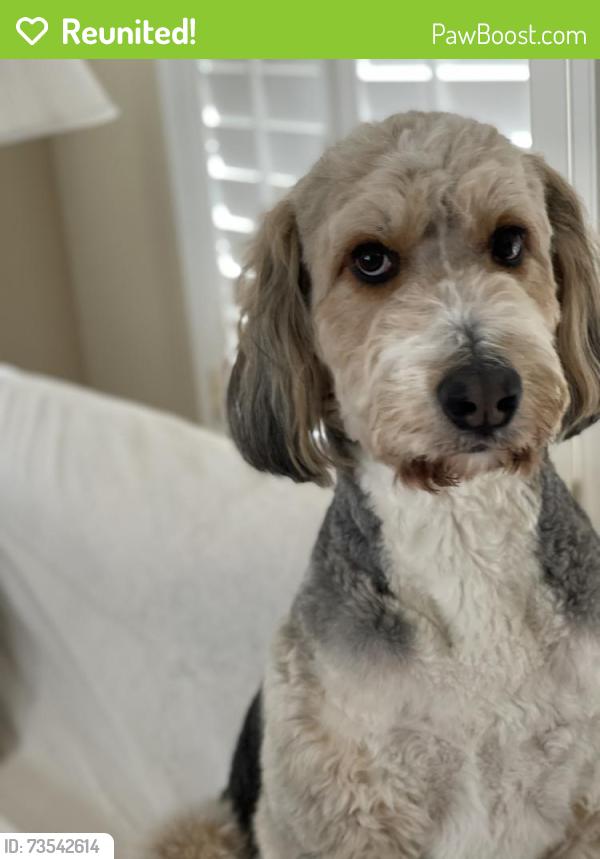 Reunited Male Dog last seen River Birch Landing off Kilcrease Rd and Whitley Road, near Ebenezer Church and Drowning Creek, Bethlehem, GA 30620