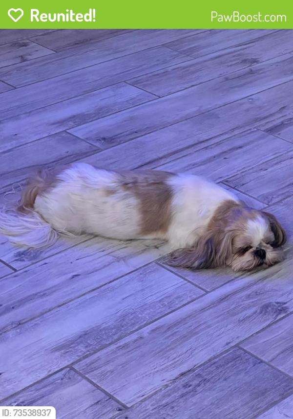 Reunited Female Dog last seen Near Nye St, Las Vegas, NV 89106, USA, Las Vegas, NV 89106