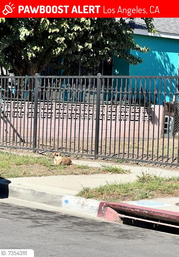 Lost Female Dog last seen Zamora ave, 89th, Alley, 92nd, Los Angeles, CA 90002