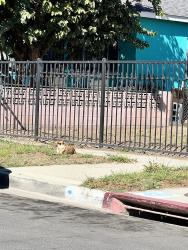 Lost Female Dog last seen Zamora ave, 89th, Alley, 92nd, Los Angeles, CA 90002