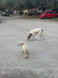 Found/Stray Unknown Dog last seen Mailbox near Bayrun < Baytown Tx, Baytown, TX 77521