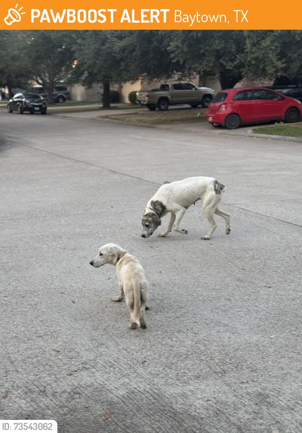 Found/Stray Unknown Dog last seen Mailbox near Bayrun < Baytown Tx, Baytown, TX 77521