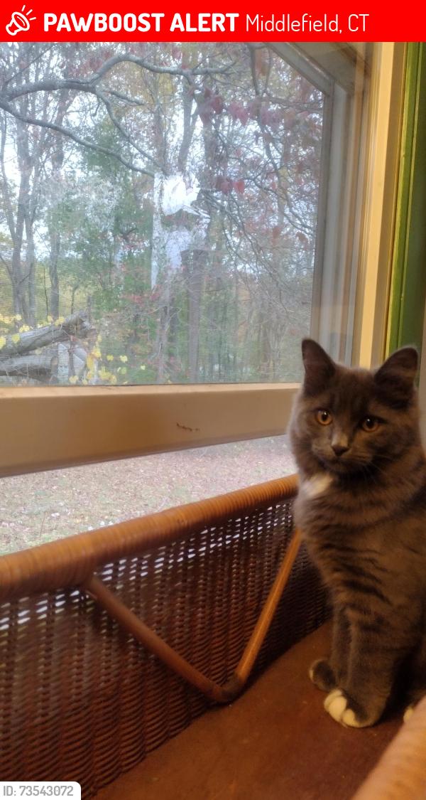 Lost Female Cat last seen School St, Middlefield, CT 06455