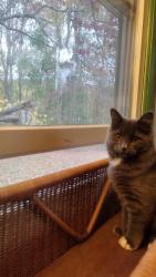 Lost Female Cat last seen School St, Middlefield, CT 06455