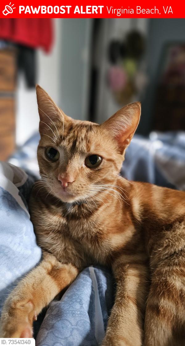 Lost Female Cat last seen Princess Anne rd & Parliament Dr, Virginia Beach, VA 23462, Virginia Beach, VA 23462