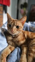 Lost Female Cat last seen Princess Anne rd & Parliament Dr, Virginia Beach, VA 23462, Virginia Beach, VA 23462
