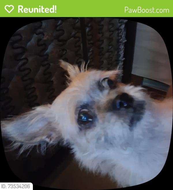 Reunited Female Dog last seen Rogers Rd, Edinburg, TX 78541