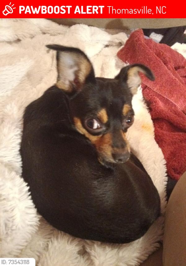 Lost Male Dog last seen Tremont And e main St Thomasville North Carolina area, Thomasville, NC 27360