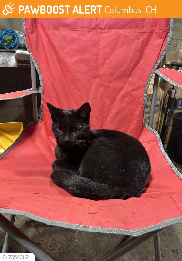 Found/Stray Male Cat last seen Rose place and andrus, Columbus, OH 43227
