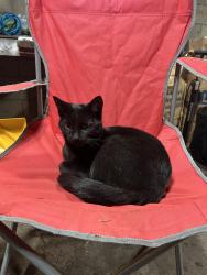 Found/Stray Male Cat last seen Rose place and andrus, Columbus, OH 43227
