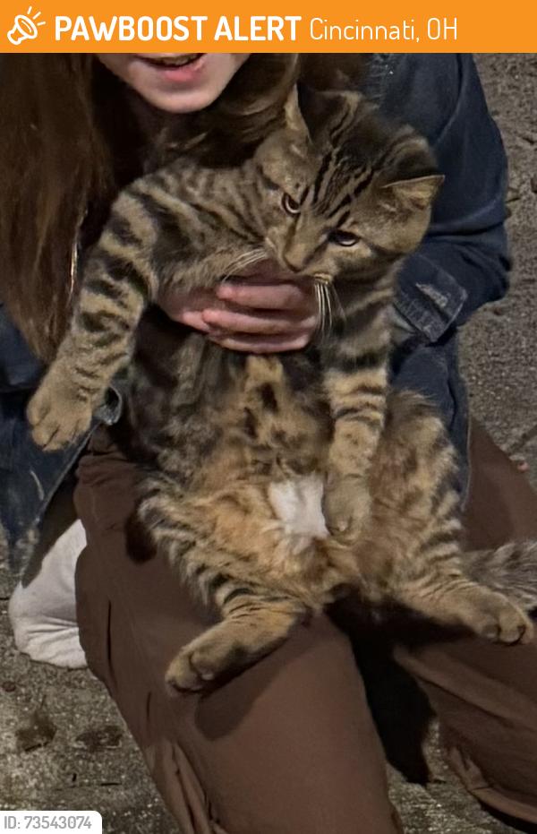 Found/Stray Male Cat last seen Near Erie Ave, Cincinnati, OH 45227
