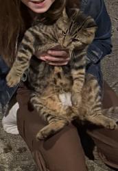 Found/Stray Male Cat last seen Near Erie Ave, Cincinnati, OH 45227