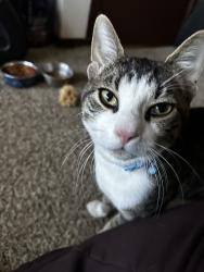 Reunited Male Cat last seen Old Bridge Turnpike x Devoe; near 33s Bar, South River, NJ 08882