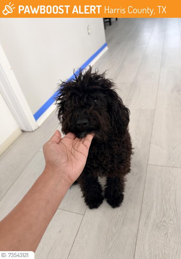 Found/Stray Male Dog last seen Misty Cove dr & Avery Point dr, Harris County, TX 77449