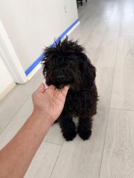 Found/Stray Male Dog last seen Misty Cove dr & Avery Point dr, Harris County, TX 77449