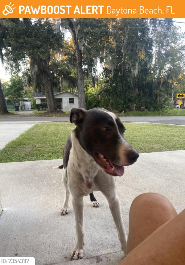 Found/Stray Unknown Dog last seen North and Fulton Daytona, Daytona Beach, FL 32114