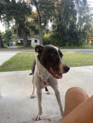 Found/Stray Unknown Dog last seen North and Fulton Daytona, Daytona Beach, FL 32114