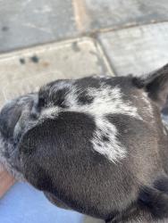 Found/Stray Male Dog last seen Beverly and floral, Whittier, CA 90601