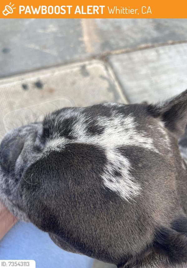 Found/Stray Male Dog last seen Beverly and floral, Whittier, CA 90601