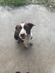 Reunited Female Dog last seen 82nd St & Fremont Ave, Lubbock, TX 79423, USA, Lubbock, TX 79423