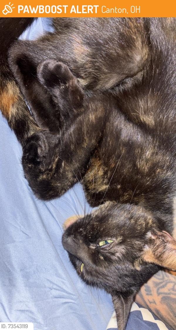 Found/Stray Unknown Cat last seen CVS in canton oh, Canton, OH 44702