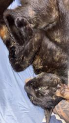 Found/Stray Unknown Cat last seen CVS in canton oh, Canton, OH 44702