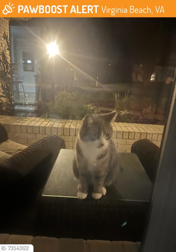 Found/Stray Unknown Cat last seen Great neck meadows, Virginia Beach, VA 23454