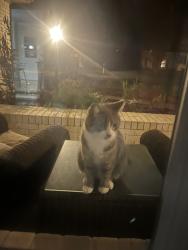 Found/Stray Unknown Cat last seen Great neck meadows, Virginia Beach, VA 23454