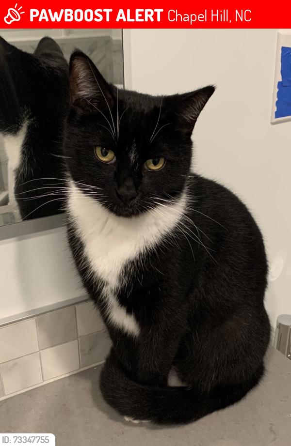 Lost Male Cat last seen Rolling Road off Franklin in the Eastwood Lake area, Chapel Hill, NC 27514