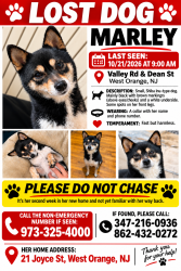 Lost Female Dog last seen 7-11, West Orange, NJ 07050