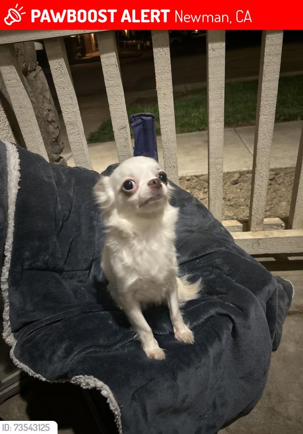 Lost Female Dog last seen Sherman parkway, Newman, CA 95360
