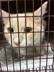 Shelter Stray Unknown Cat last seen Near Durango Pass, AUSTIN, TX, 78724, 7201 Levander Loop bldg a, Austin, TX 78702, USA