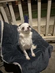 Lost Female Dog last seen Sherman parkway, Newman, CA 95360