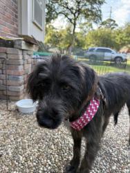 Lost Female Dog last seen Tall Timbers and Timber Hollow, Houston, TX 77065
