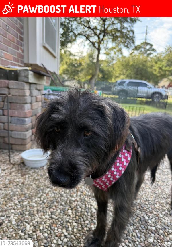 Lost Female Dog last seen Tall Timbers and Timber Hollow, Houston, TX 77065