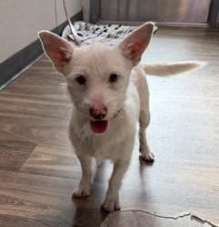 Shelter Stray Male Dog last seen Near Marindustry Drive, San Diego, CA, 92121, 5500 Gaines St, San Diego, CA 92110, USA