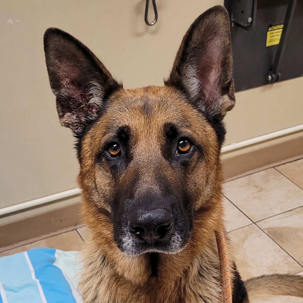Shelter Stray Male Dog last seen n marine dr n anchor way, OR, 1700 W Historic Columbia River Hwy, Troutdale, OR 97060, USA