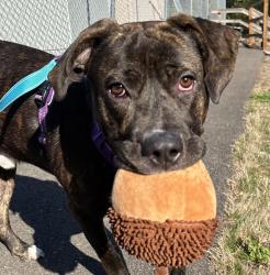 Shelter Stray Male Dog last seen NE 31st pl/Fremont st, OR, 1700 W Historic Columbia River Hwy, Troutdale, OR 97060, USA