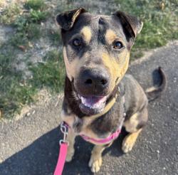 Shelter Stray Male Dog last seen NE Roselawn St & NE 9th Ave, PORTLAND, OR, 97211, 1700 W Historic Columbia River Hwy, Troutdale, OR 97060, USA