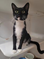 Shelter Stray Female Cat last seen Intersection of N Marshall Ave and Vernon Way, El Cajon, CA, 92020, El Cajon, CA 92020, USA
