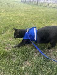 Lost Male Cat last seen Blooming rd and Widthby ct, Chesterfield, VA 23832