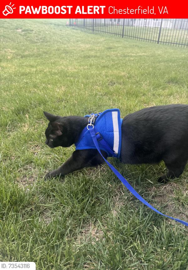 Lost Male Cat last seen Blooming rd and Widthby ct, Chesterfield, VA 23832