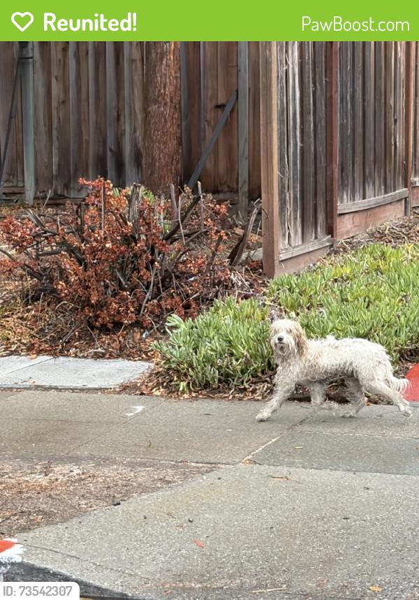 Reunited Unknown Dog last seen Rose Ave, San Jose, CA 95127, USA, San Jose, CA 95127