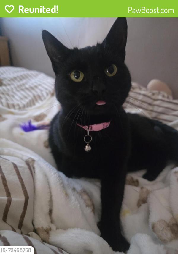 Reunited Female Cat last seen Baucher road wigan wn3, Greater Manchester, England 