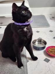 Reunited Female Cat last seen NW 185th Ave & Walker Rd Beaverton, Beaverton, OR 97006