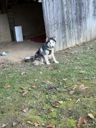 Found/Stray Female Dog last seen Castile run road, Clarksville, PA 15322