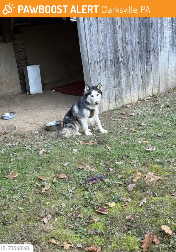 Found/Stray Female Dog last seen Castile run road, Clarksville, PA 15322
