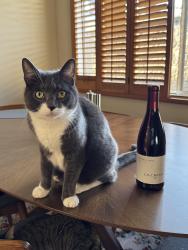 Reunited Male Cat last seen 1st and orange, Long Beach, CA 90802